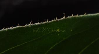  Leaf margin